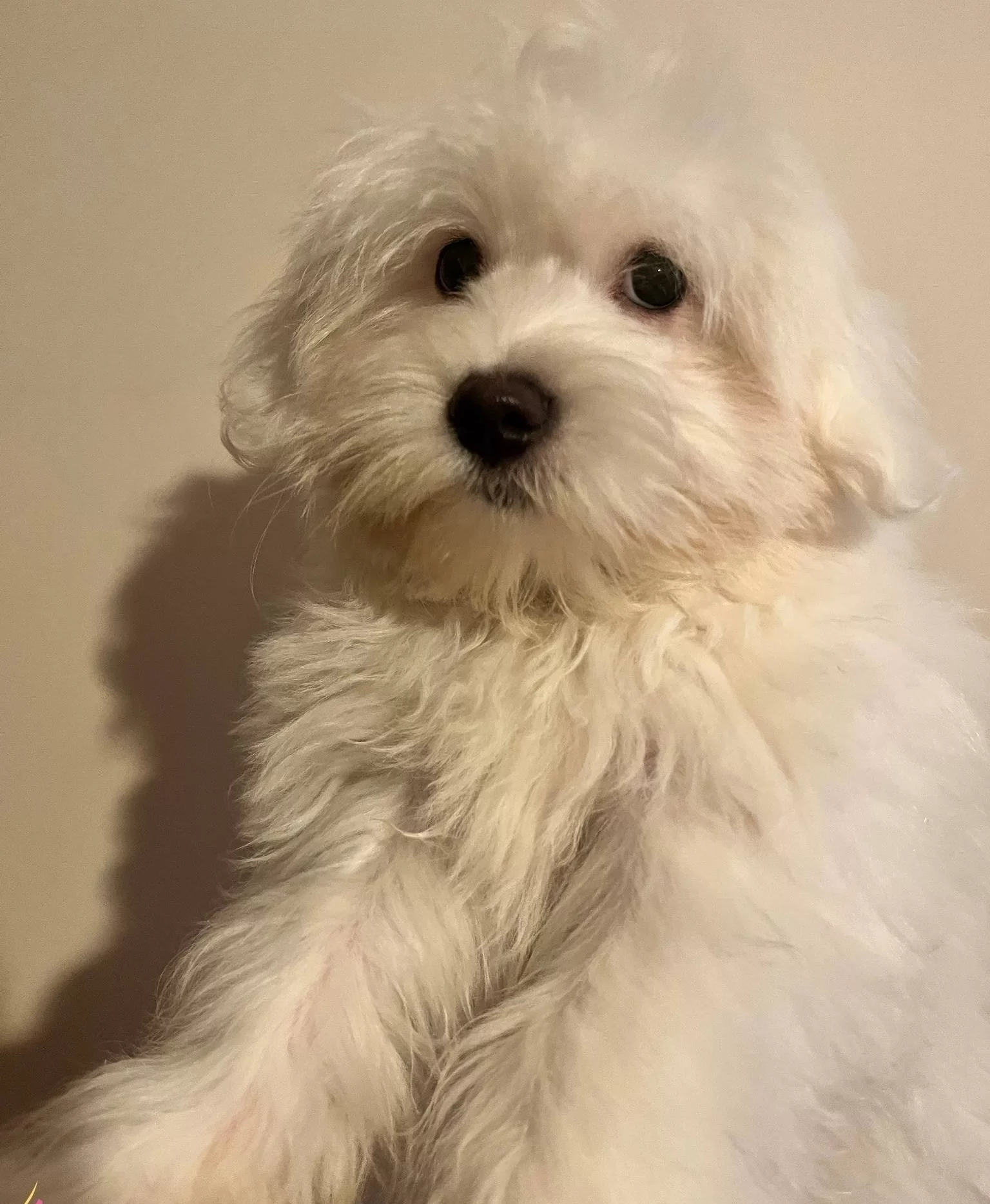 4 Aylık Kar Topu Erkek Maltese Terrier