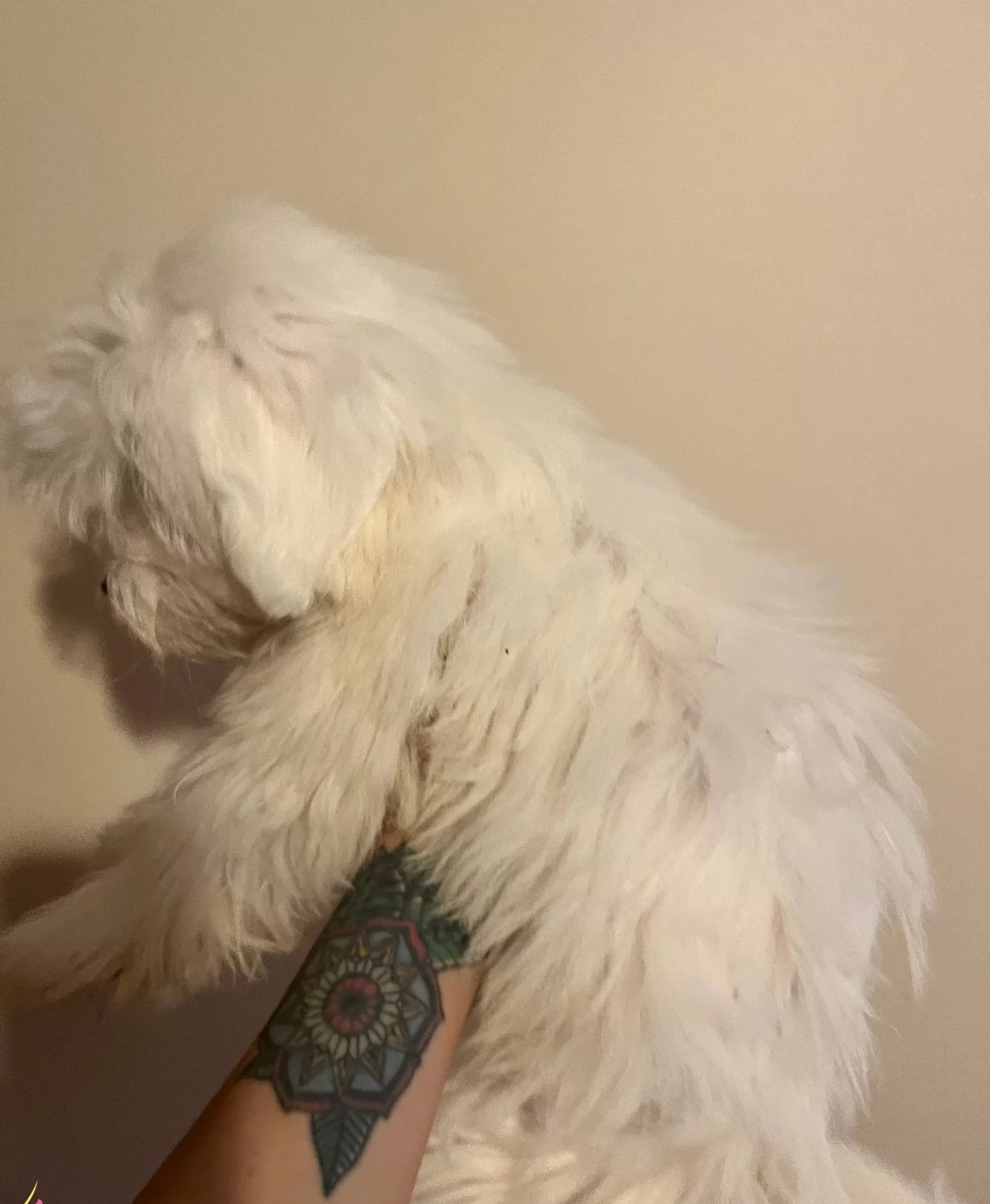 4 Aylık Kar Topu Erkek Maltese Terrier