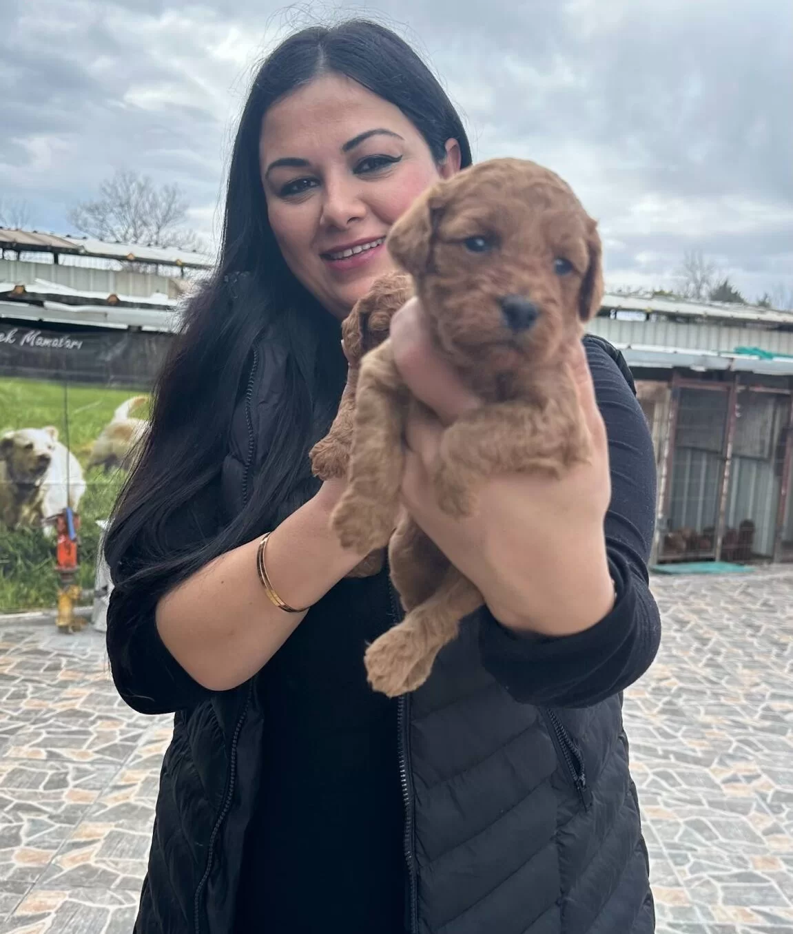 Kilo Garantili Toy Poodle Yavrularım