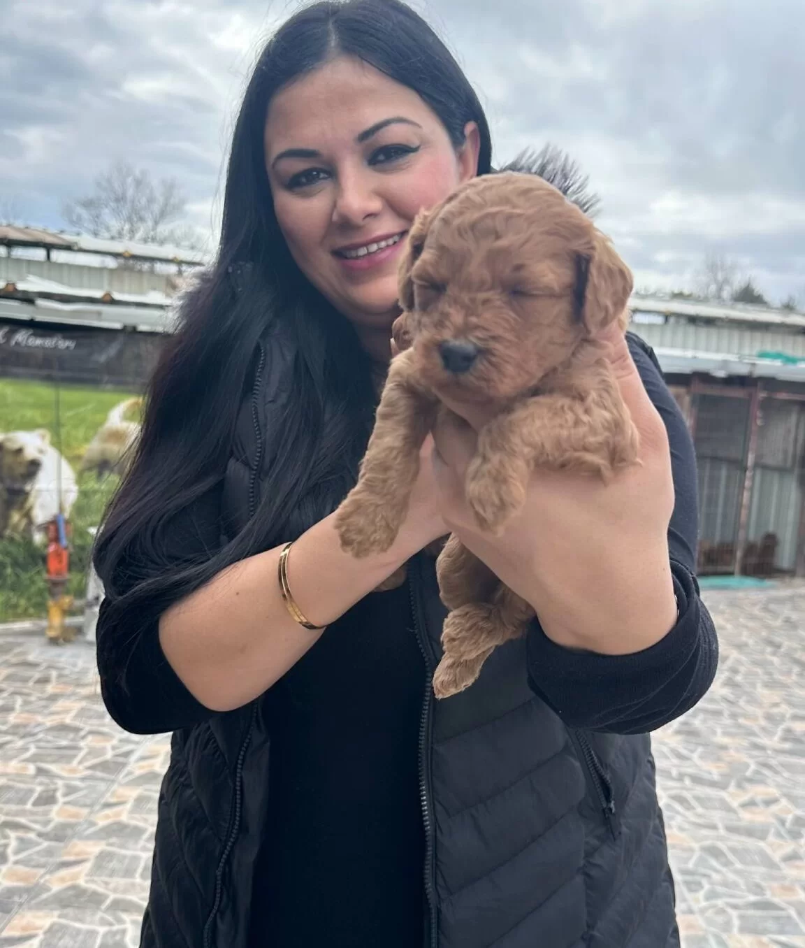 Kilo Garantili Toy Poodle Yavrularım