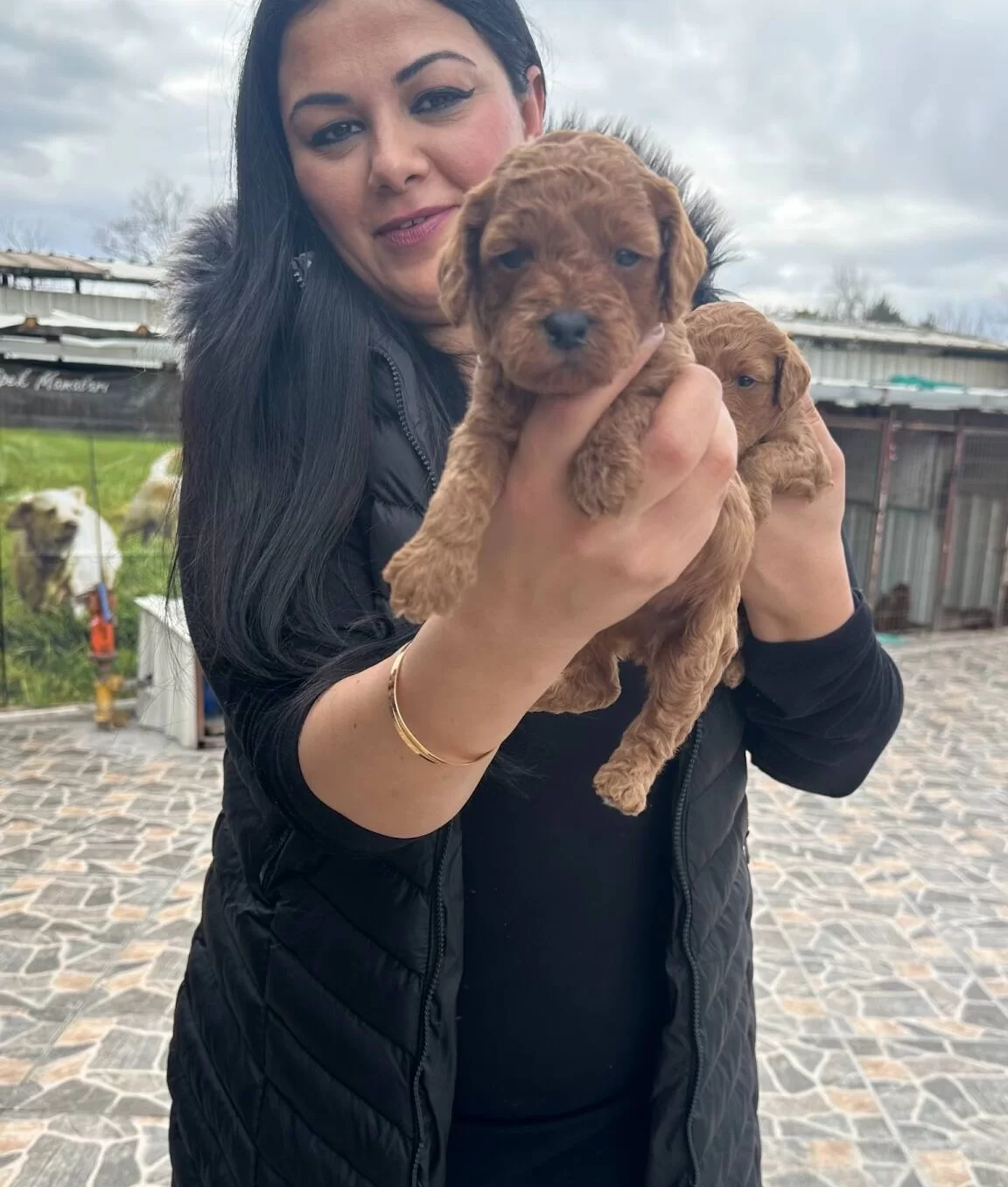 Kilo Garantili Toy Poodle Yavrularım