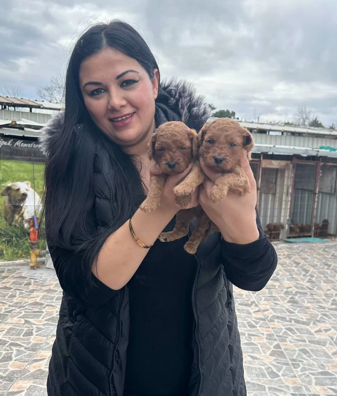 Kilo Garantili Toy Poodle Yavrularım