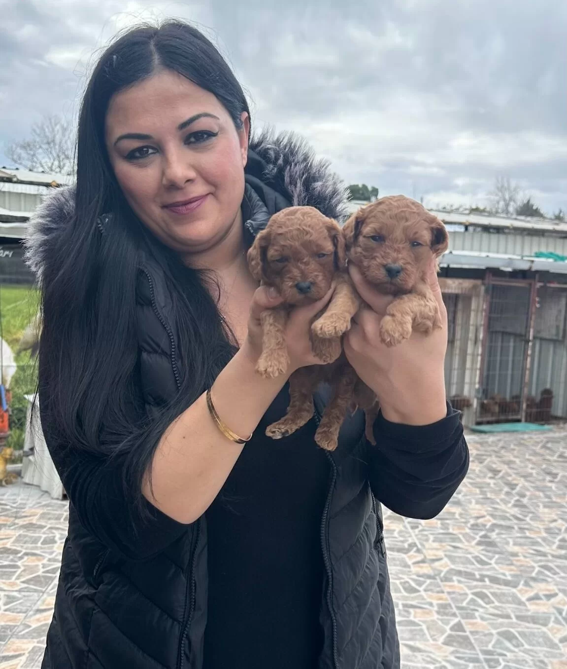 Kilo Garantili Toy Poodle Yavrularım