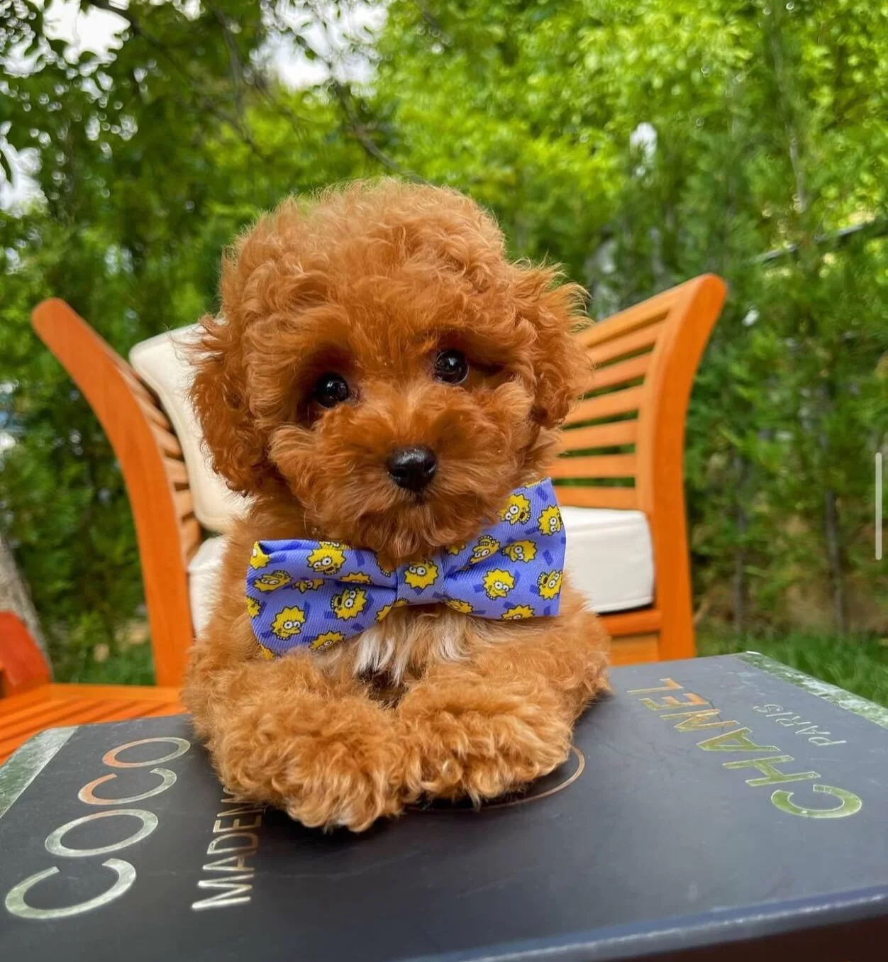 A Kalite Toy Poodle