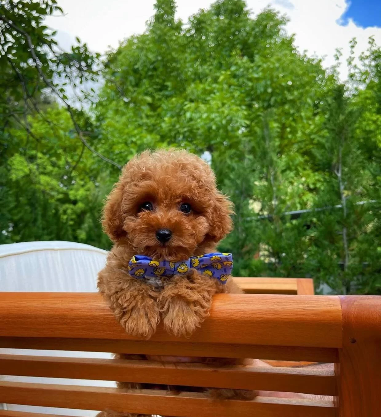 A Kalite Toy Poodle