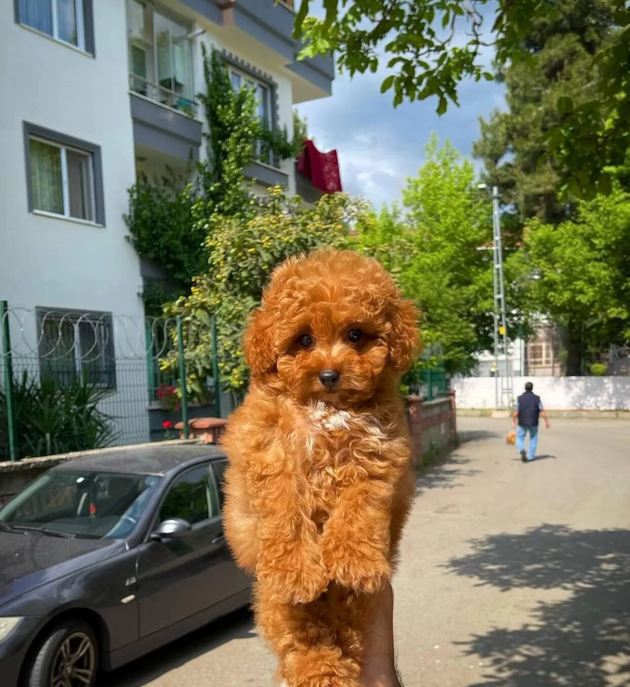 A Kalite Toy Poodle