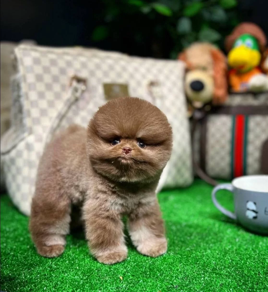 Ozel Cikolata Pomeranian Boo