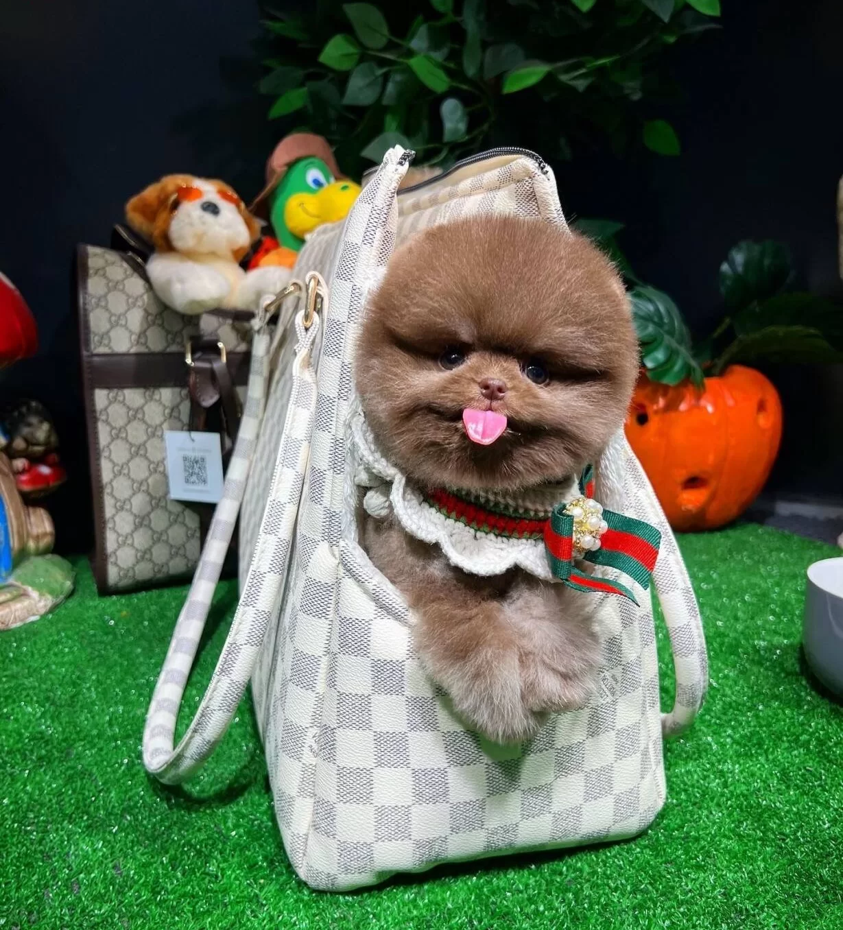 Ozel Cikolata Pomeranian Boo