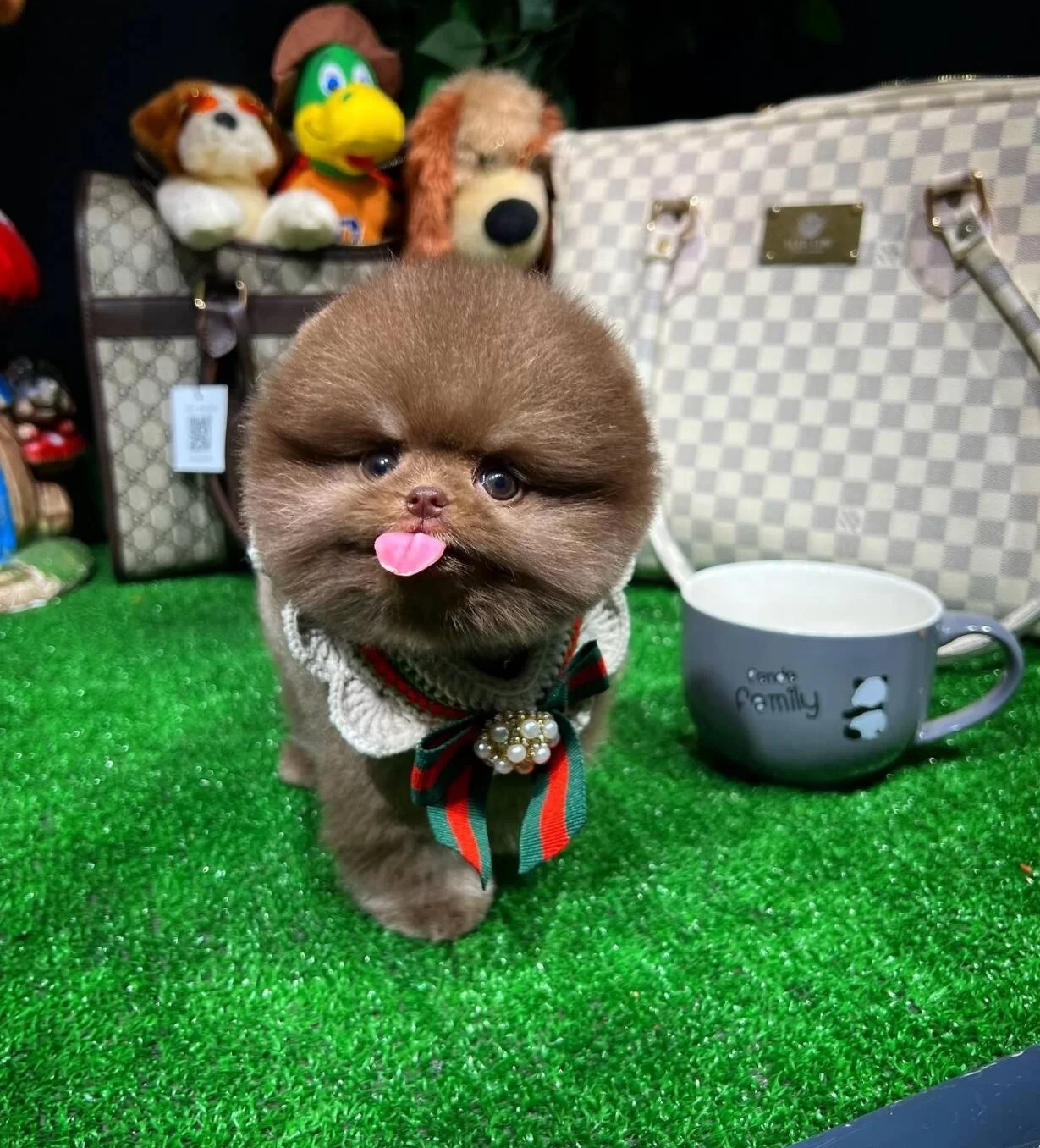 Ozel Cikolata Pomeranian Boo