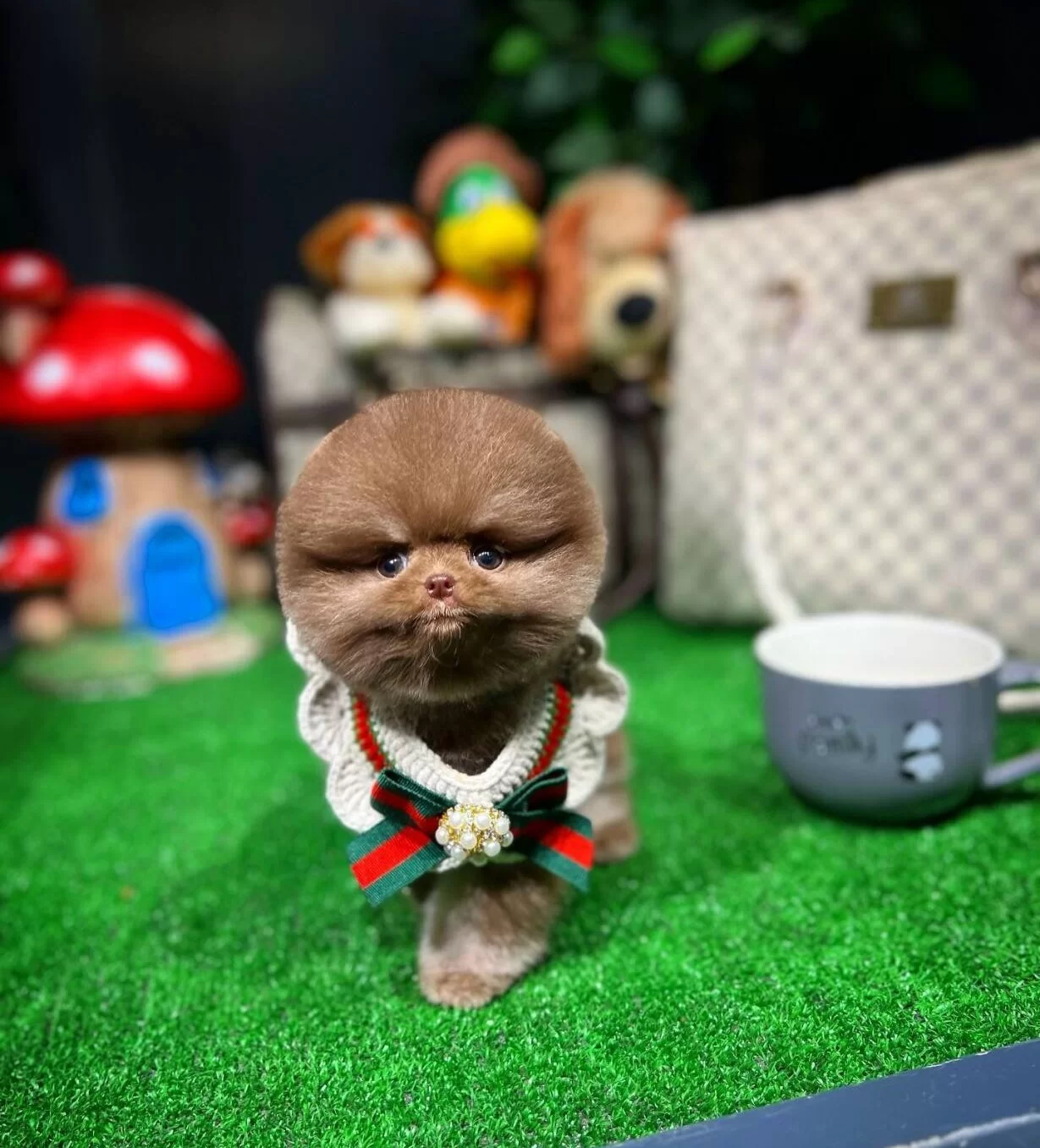 Ozel Cikolata Pomeranian Boo