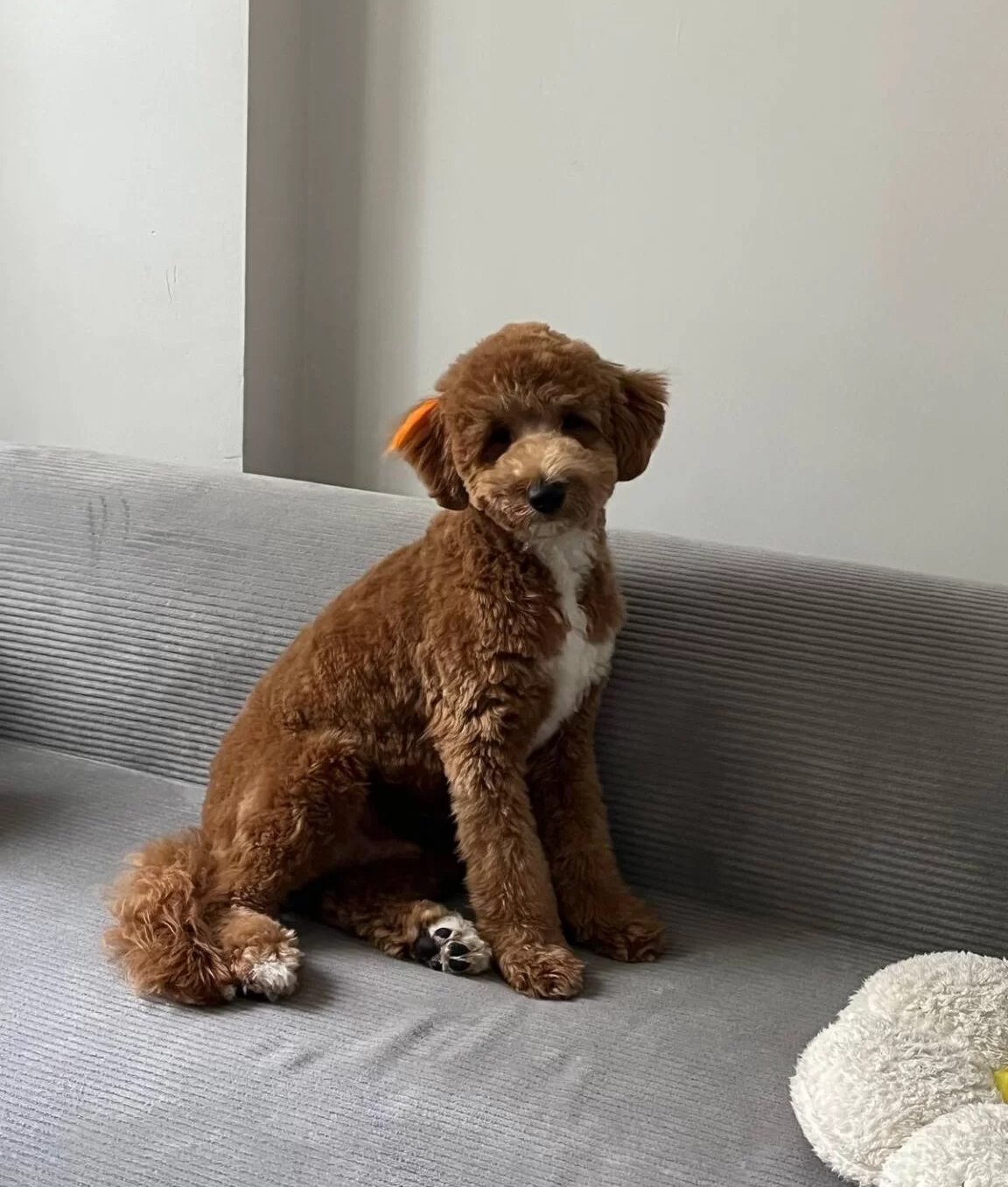 Ev Ortaminda Buyuyen Maltipoo Yavrum