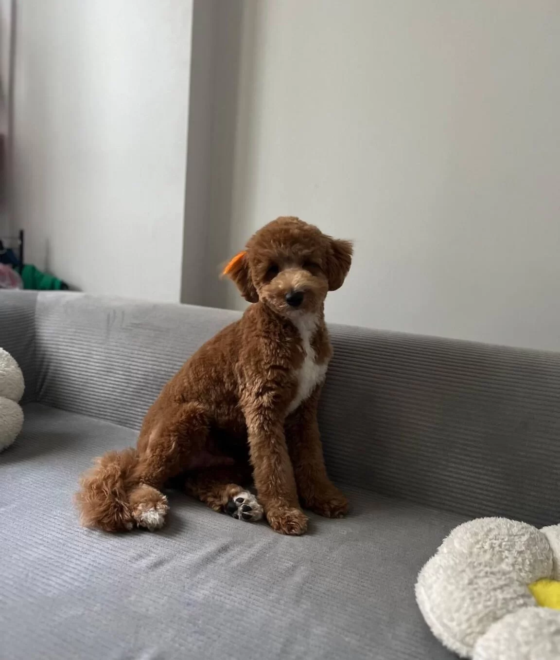 Ev Ortaminda Buyuyen Maltipoo Yavrum