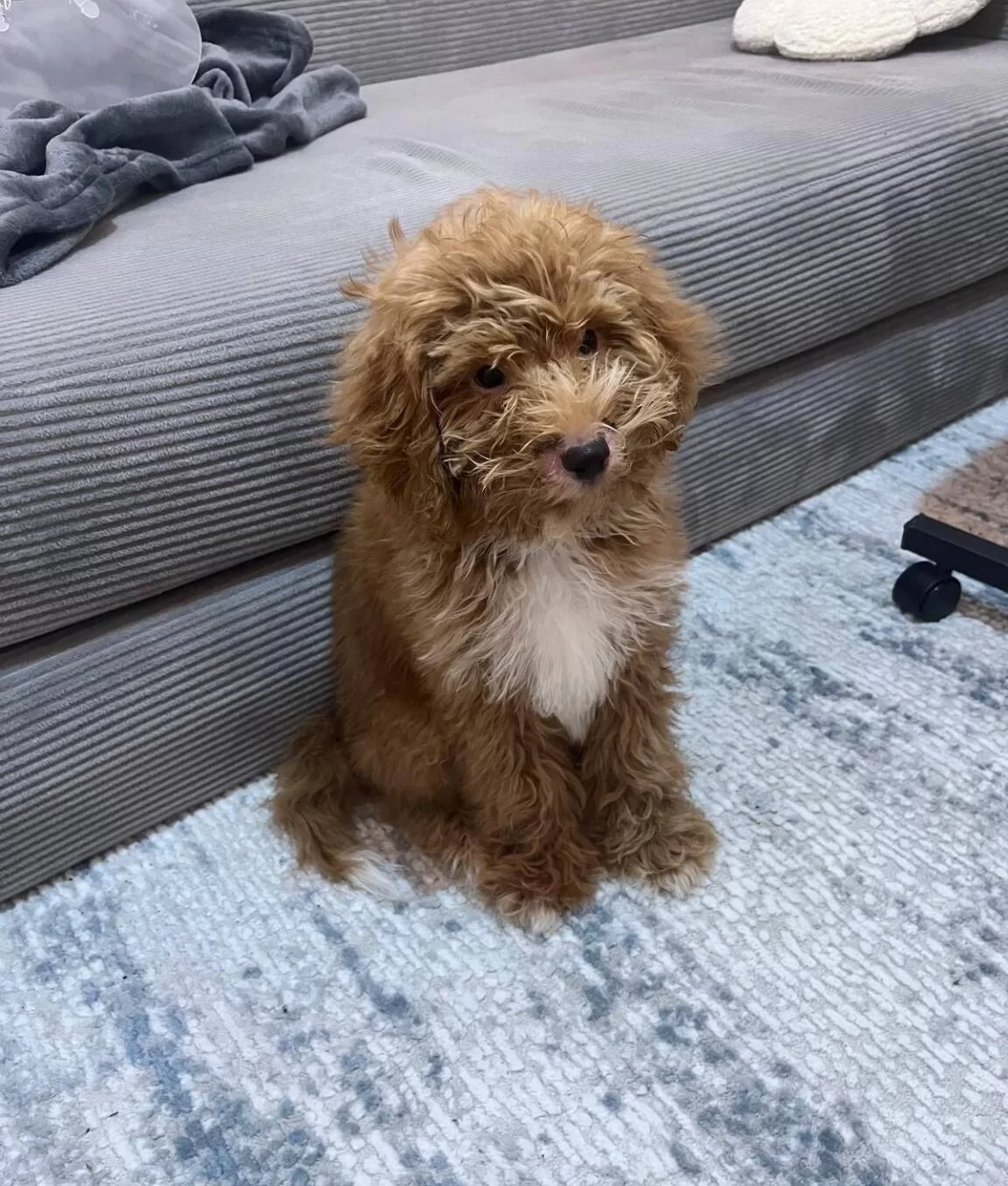 Ev Ortaminda Buyuyen Maltipoo Yavrum