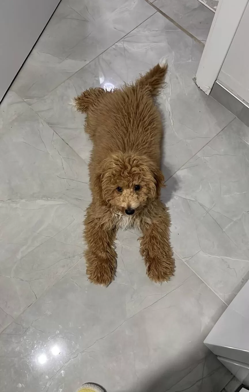 Ev Ortaminda Buyuyen Maltipoo Yavrum