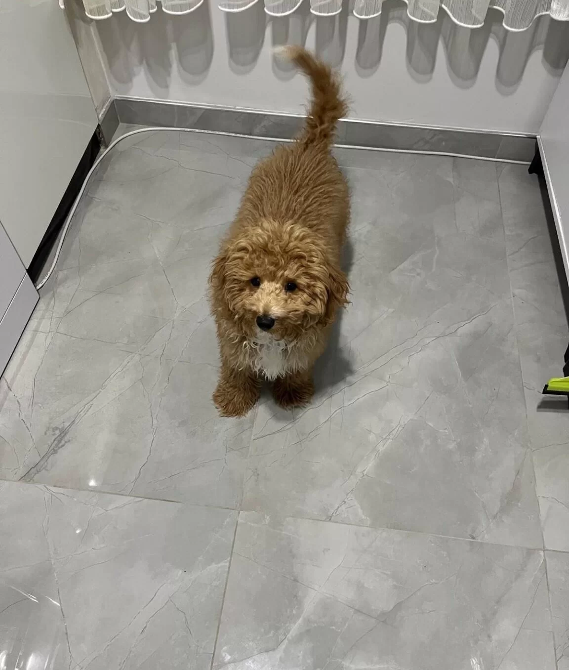 Ev Ortaminda Buyuyen Maltipoo Yavrum