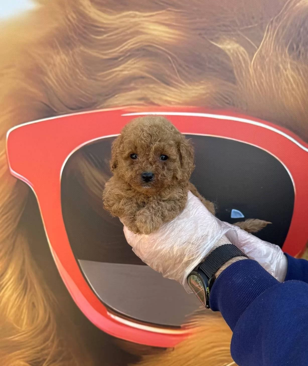 Tea Cup Kore Toy Poodle Yavrularımız