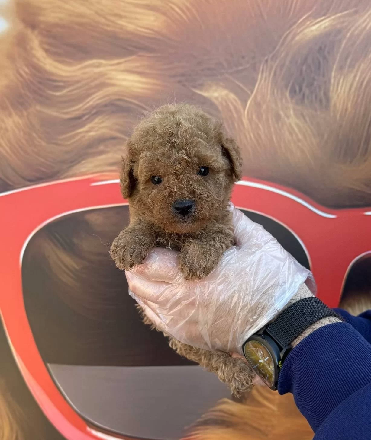 Tea Cup Kore Toy Poodle Yavrularımız