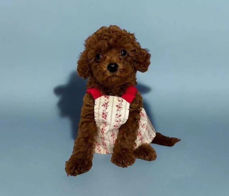 Kore Teacup Soyundan Gelen Oyuncak