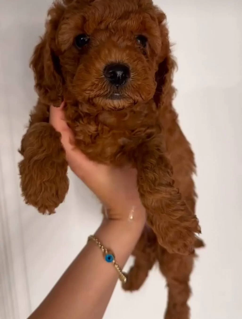 Kore Teacup Soyundan Gelen Oyuncak