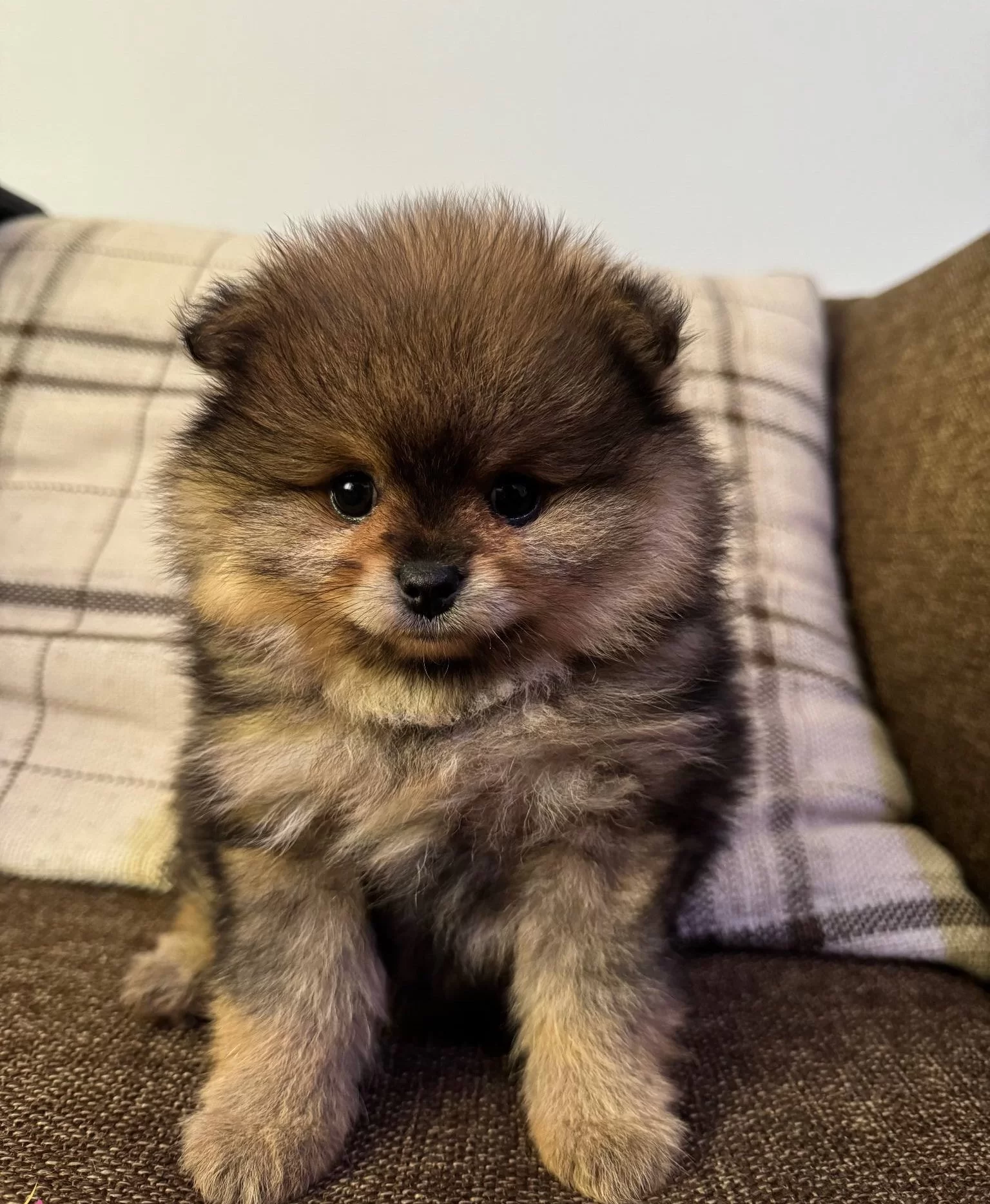 Cift Katmanlı Heavy Sable Kurk Yapılı