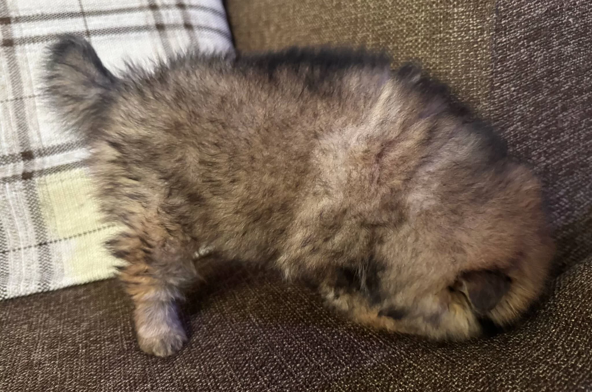 Cift Katmanlı Heavy Sable Kurk Yapılı