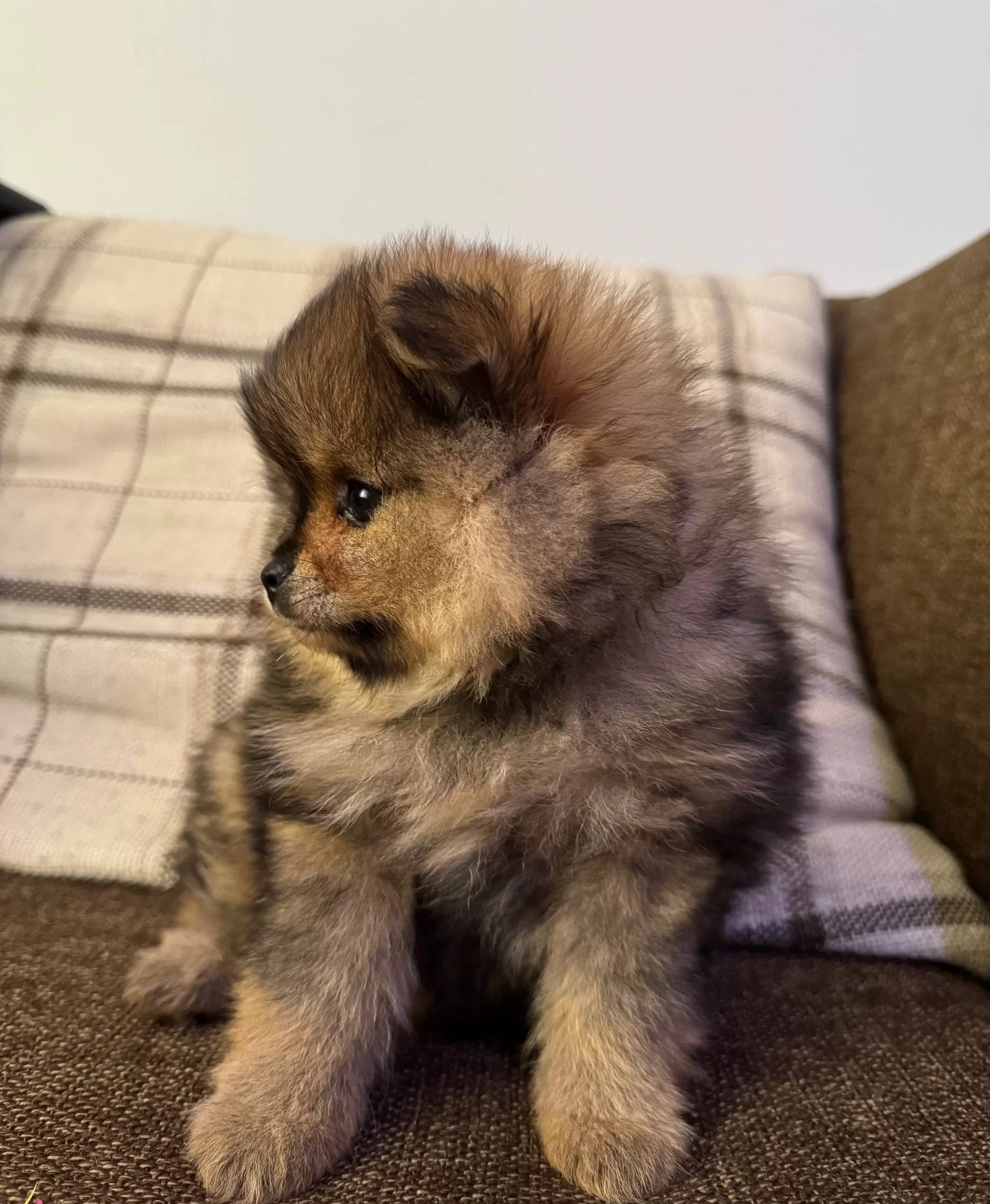 Cift Katmanlı Heavy Sable Kurk Yapılı