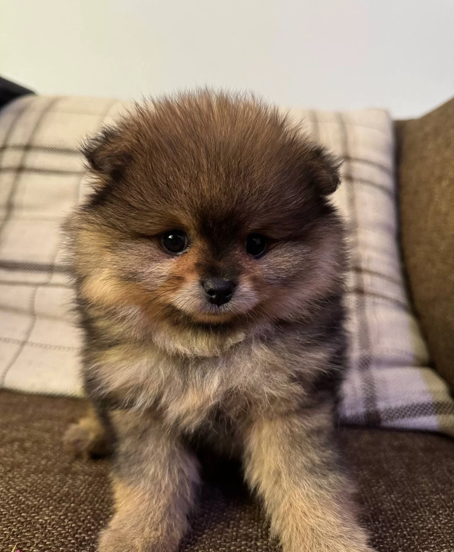 Cift Katmanlı Heavy Sable Kurk Yapılı