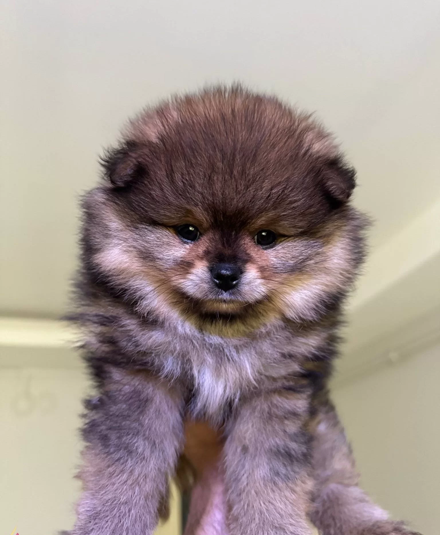 Cift Katmanlı Heavy Sable Kurk Yapılı