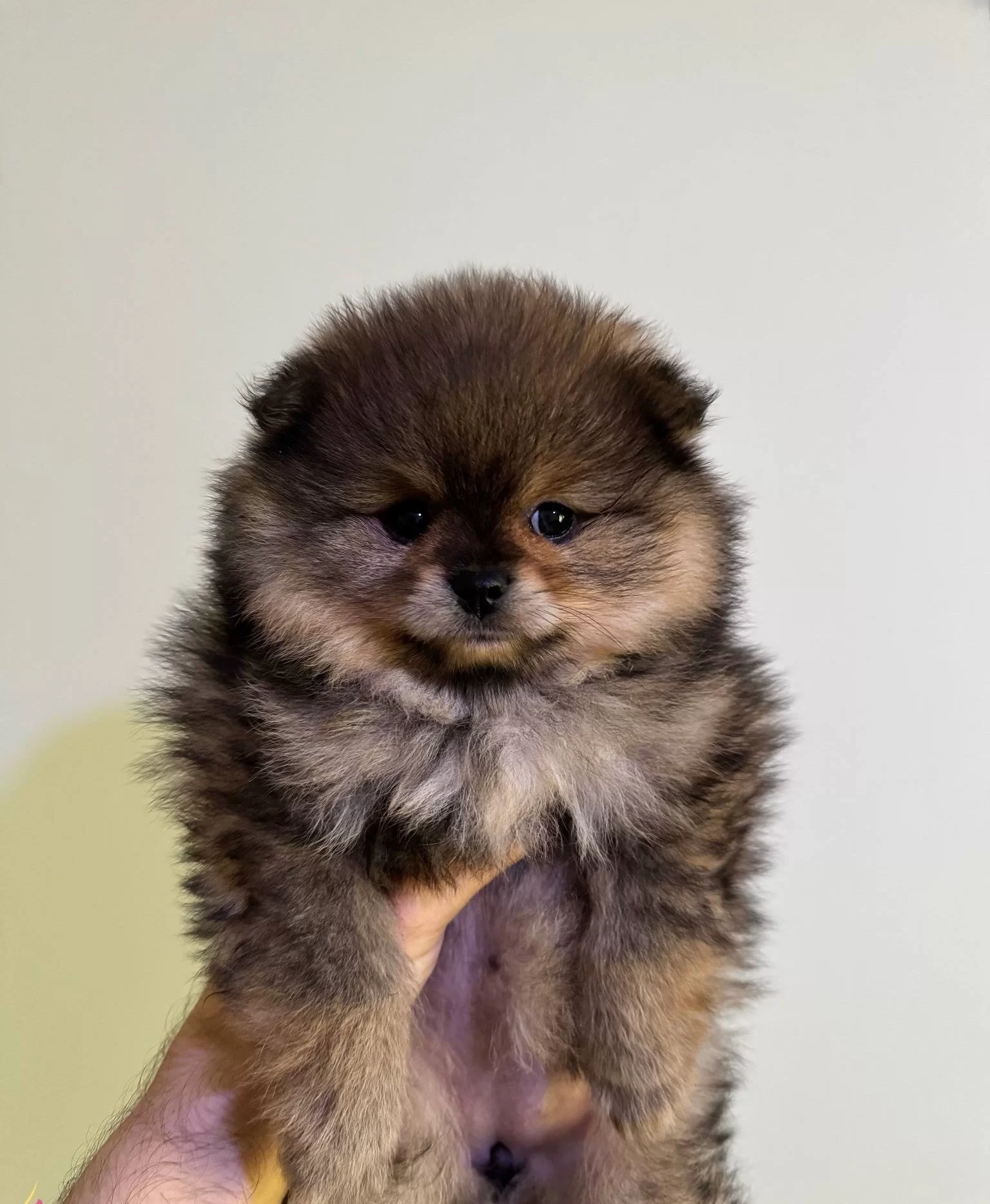 Cift Katmanlı Heavy Sable Kurk Yapılı