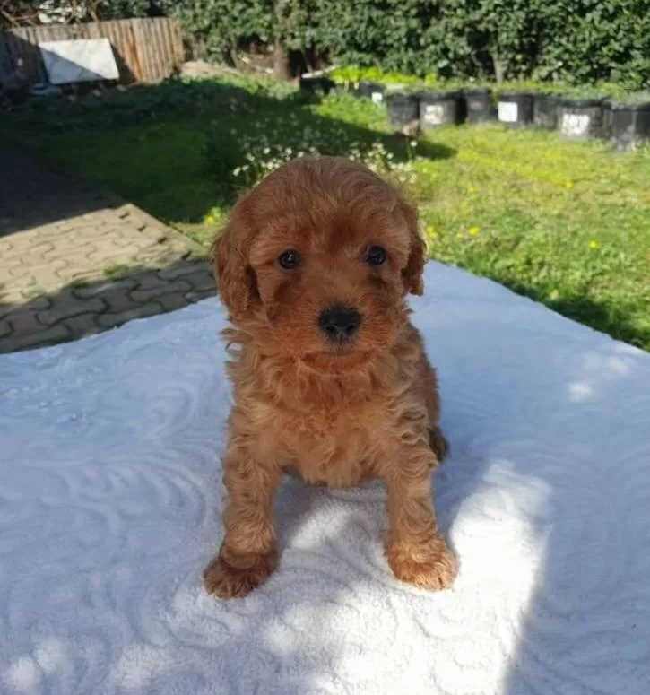 Toy Poddle Saglik Garantili