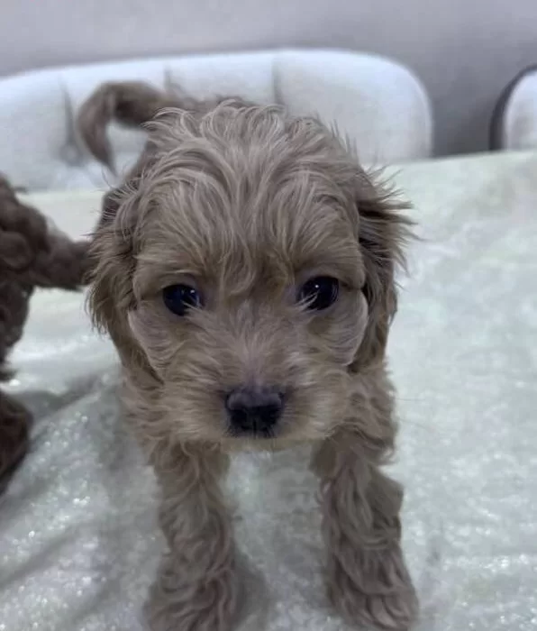 Tuvalet Egitimine Baslamıs Toypoodle