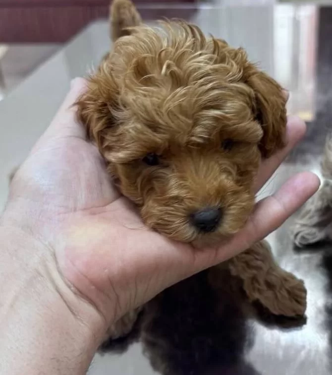 Tuvalet Egitimine Baslamıs Toypoodle