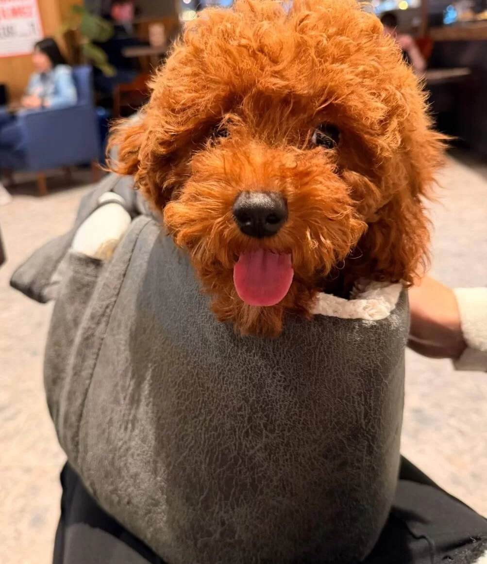 Sevimli Yavrumuz Yuva Arıyor