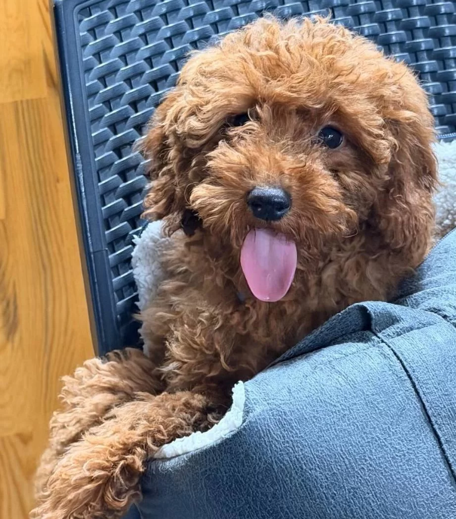 Sevimli Yavrumuz Yuva Arıyor