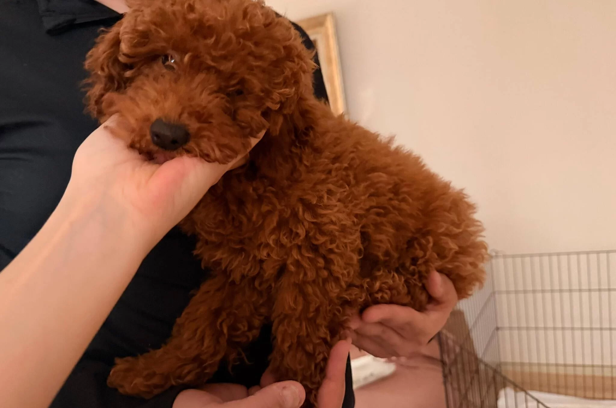 Sevimli Yavrumuz Yuva Arıyor