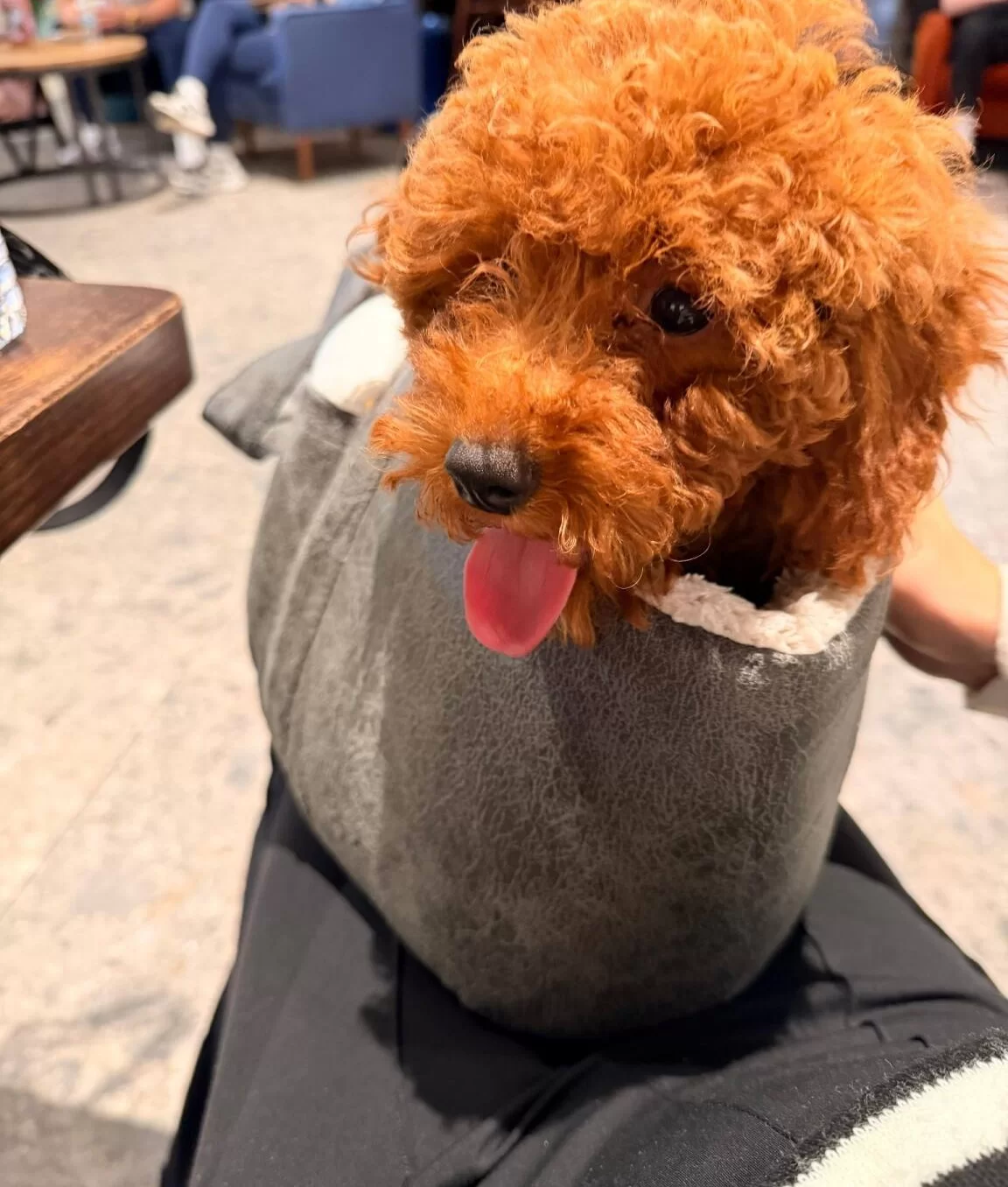 Sevimli Yavrumuz Yuva Arıyor