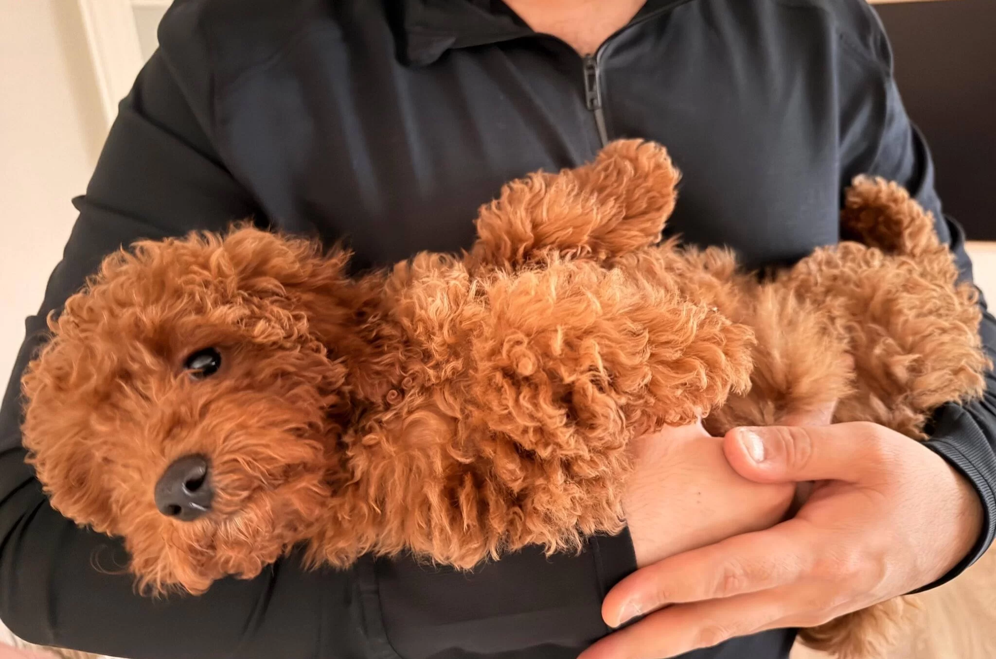 Sevimli Yavrumuz Yuva Arıyor