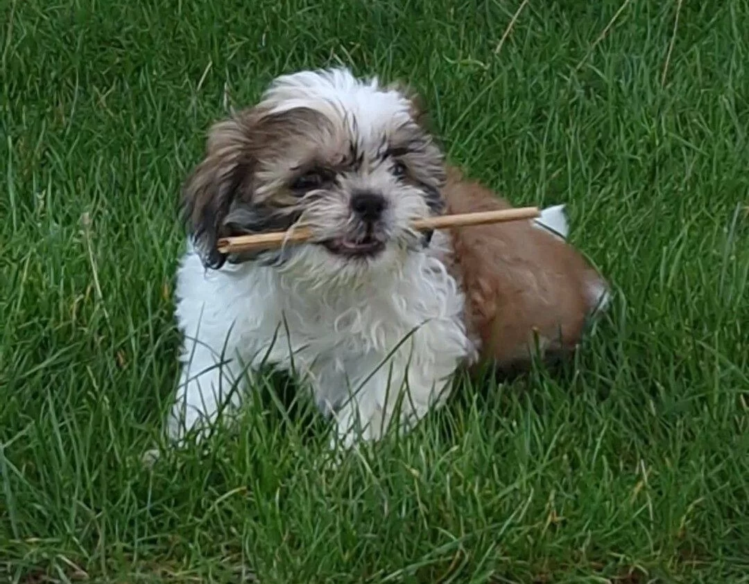 Sevimli Sitsu Bebekler