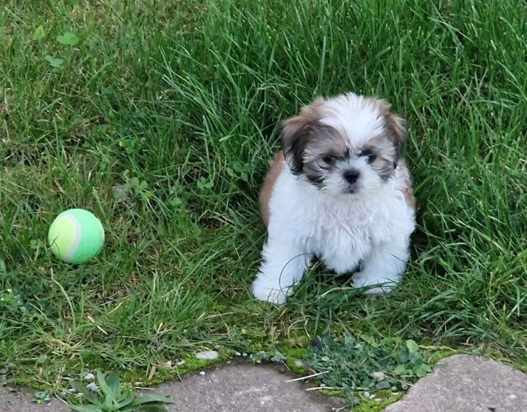 Sevimli Sitsu Bebekler