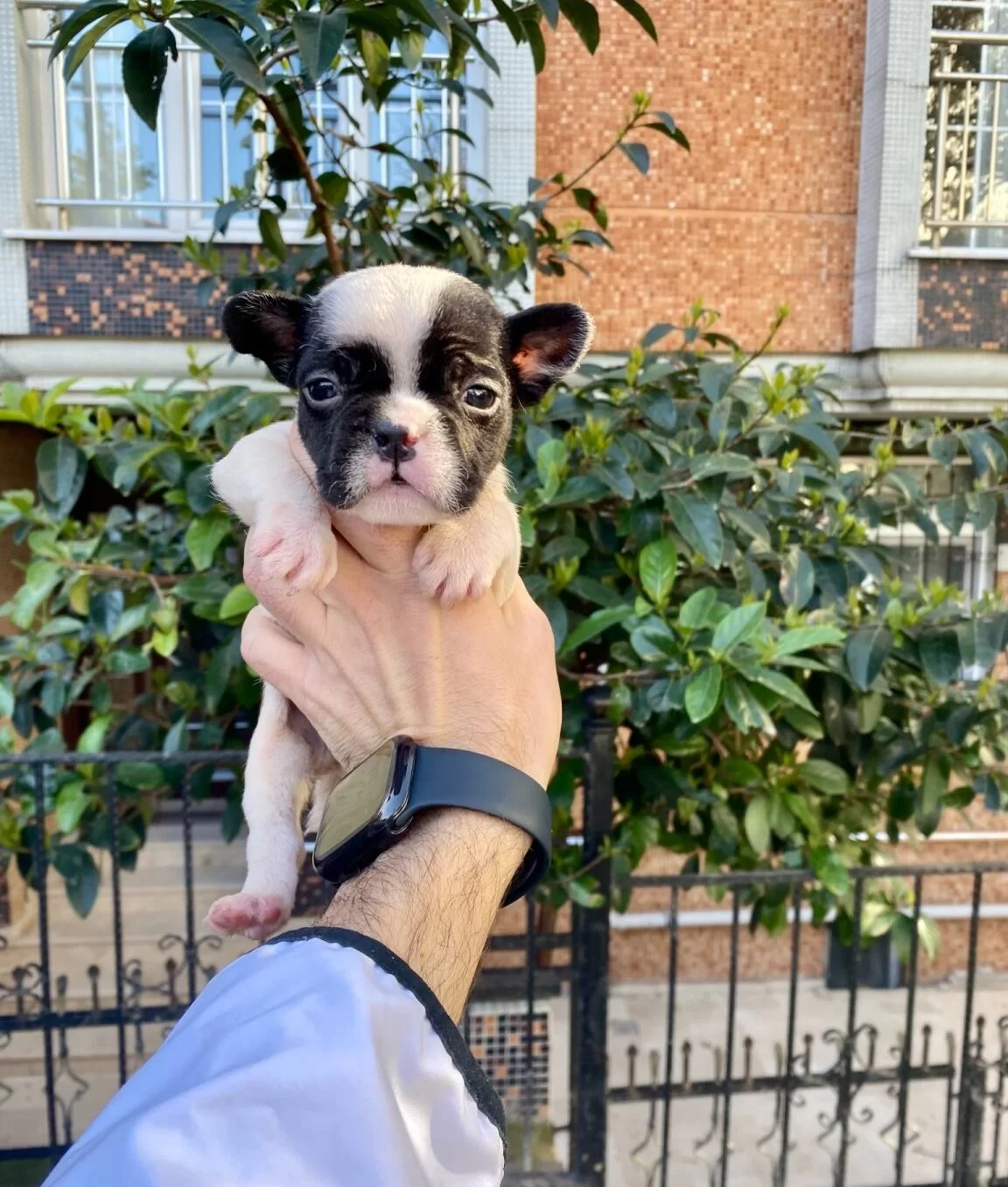 Maskeli Cok Sevimli Ve Sirin French Bulldog Yavrularımız