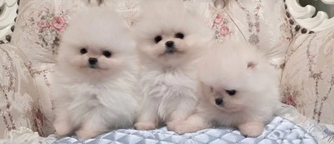 Pamuk Seker Pomeranian Boo Yavrularımız