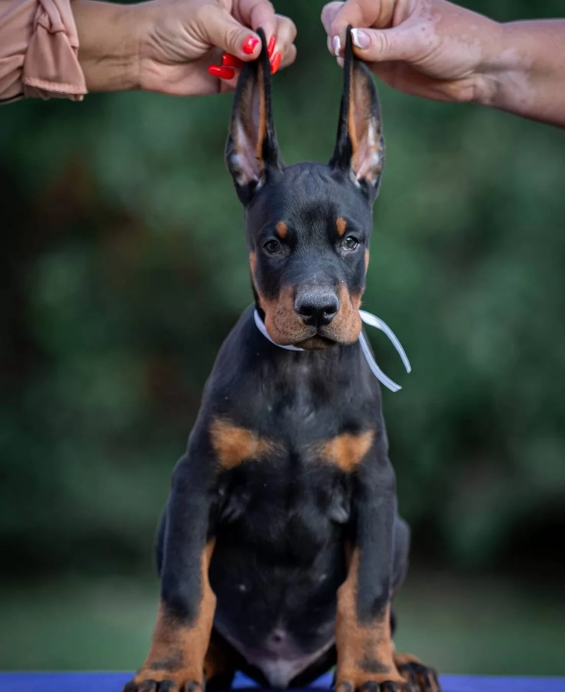 Irk Garantili King Doberman Yavrularımız