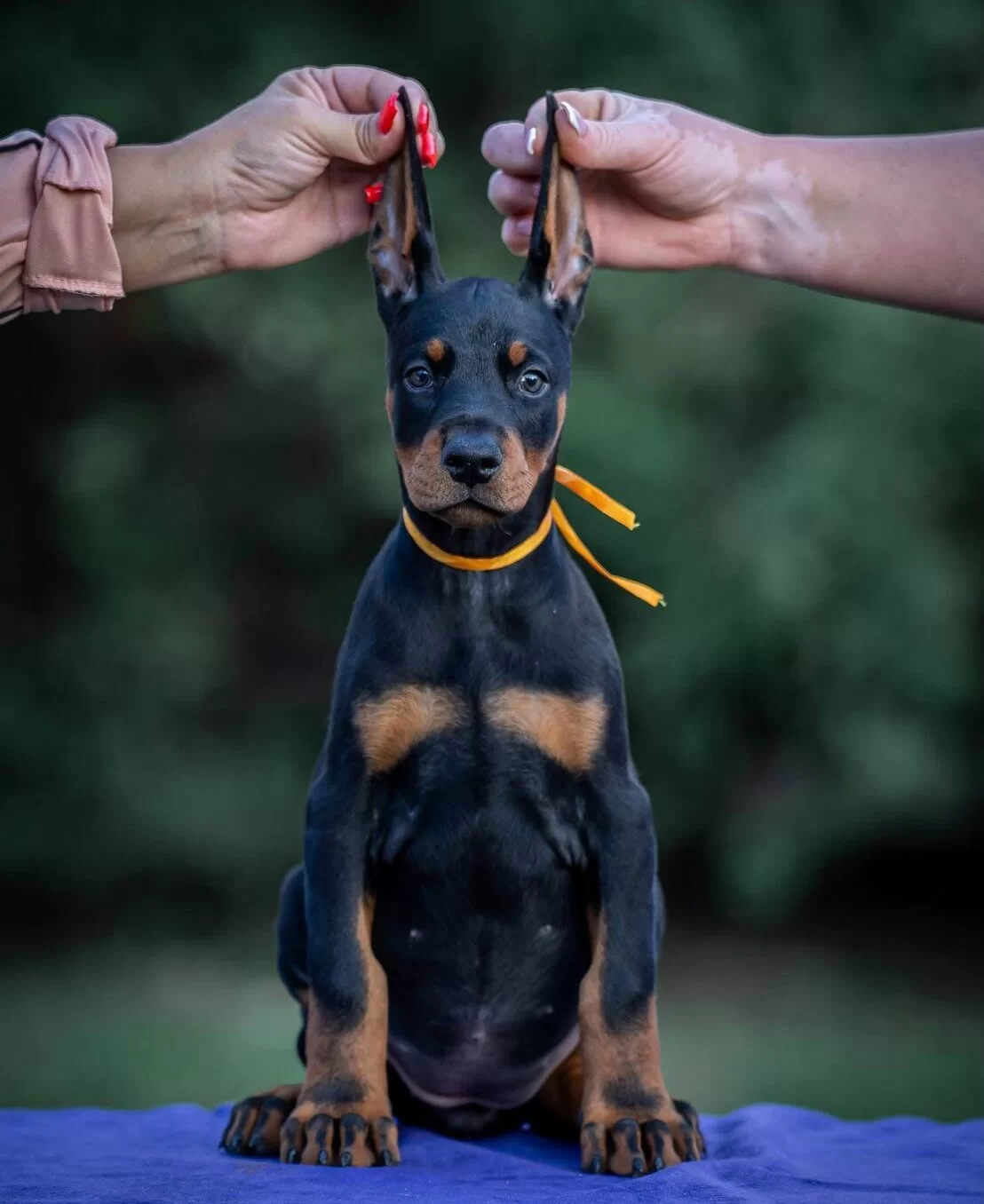 Irk Garantili King Doberman Yavrularımız