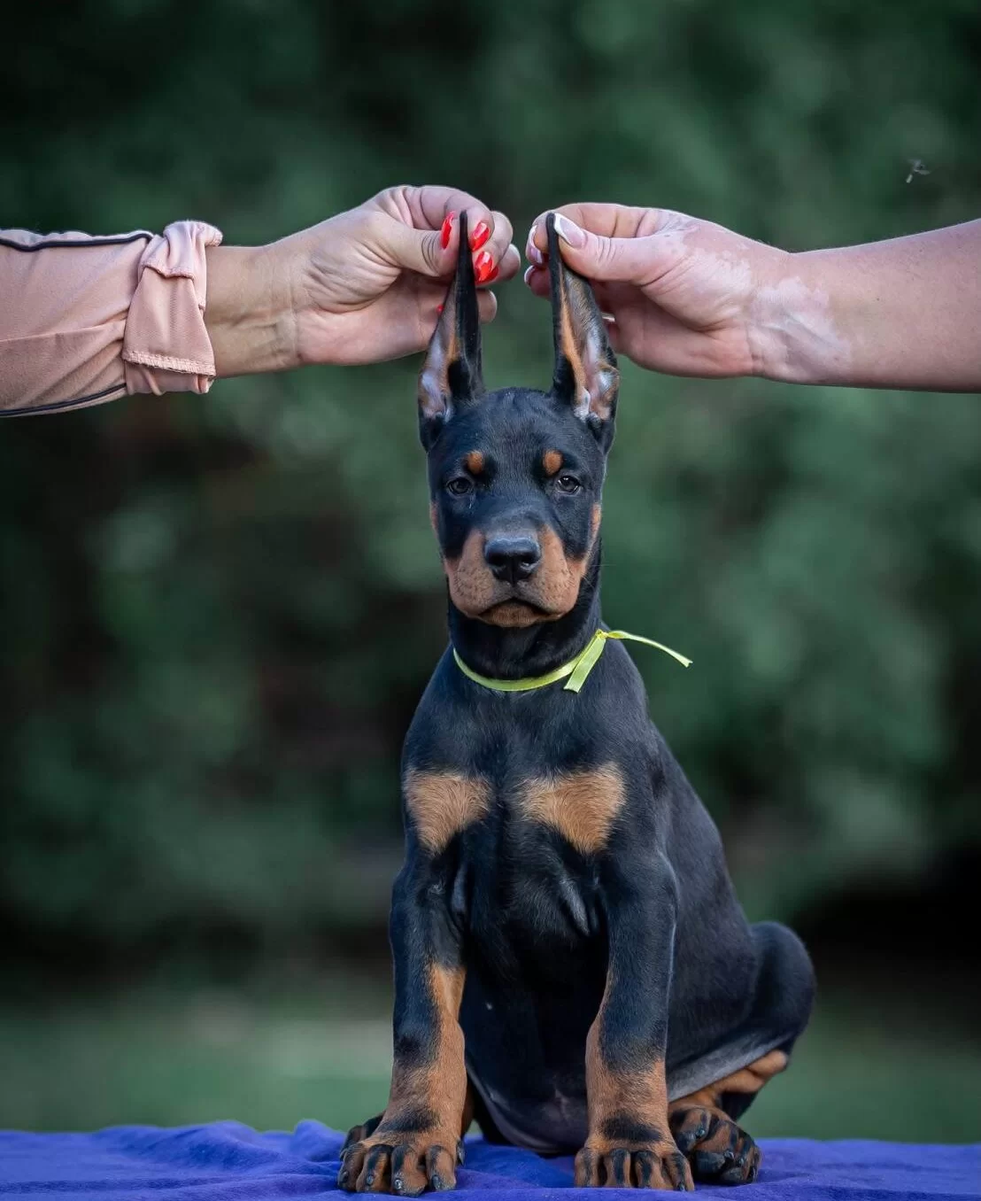 Irk Garantili King Doberman Yavrularımız
