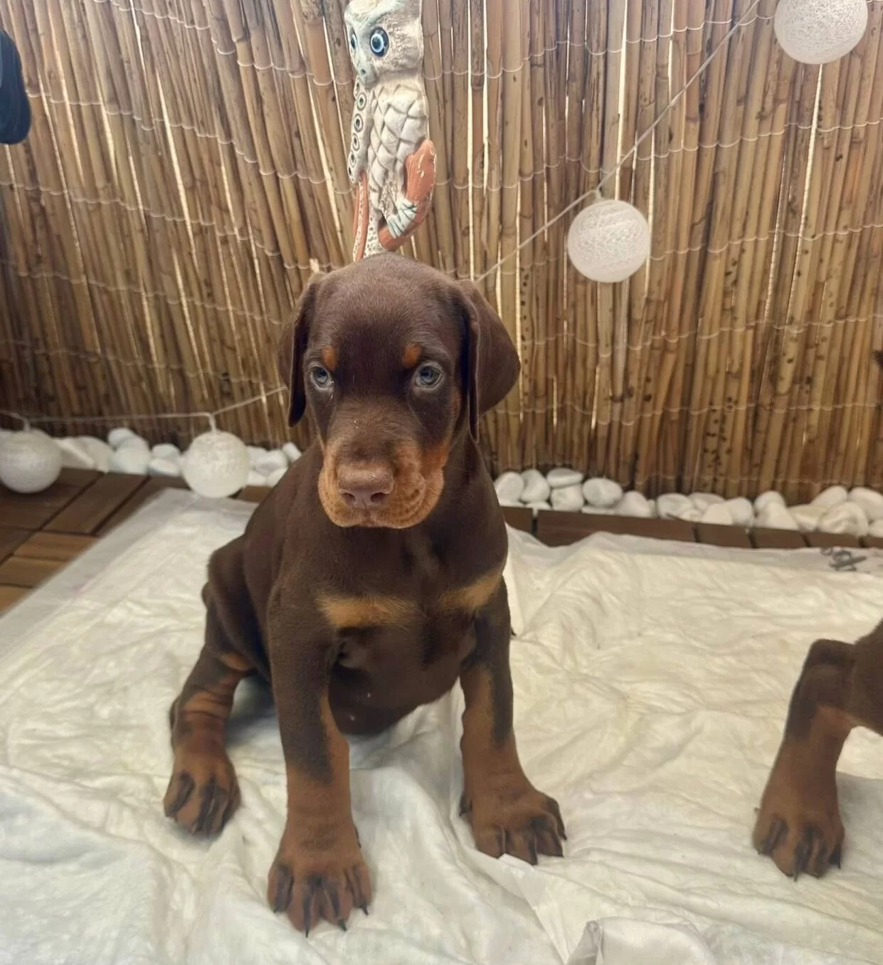 Irk Garantili King Doberman Yavrularımız