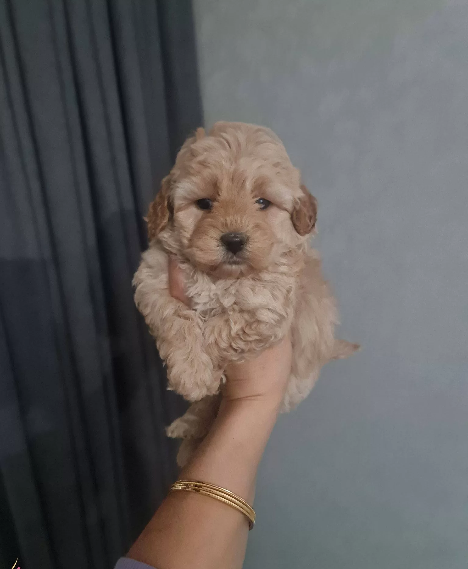 Tuvalet Egitimli Minyatur Maltipoo