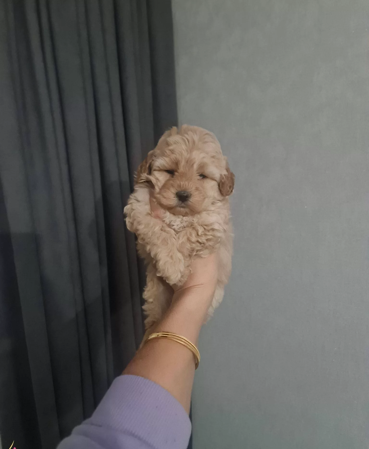 Tuvalet Egitimli Minyatur Maltipoo