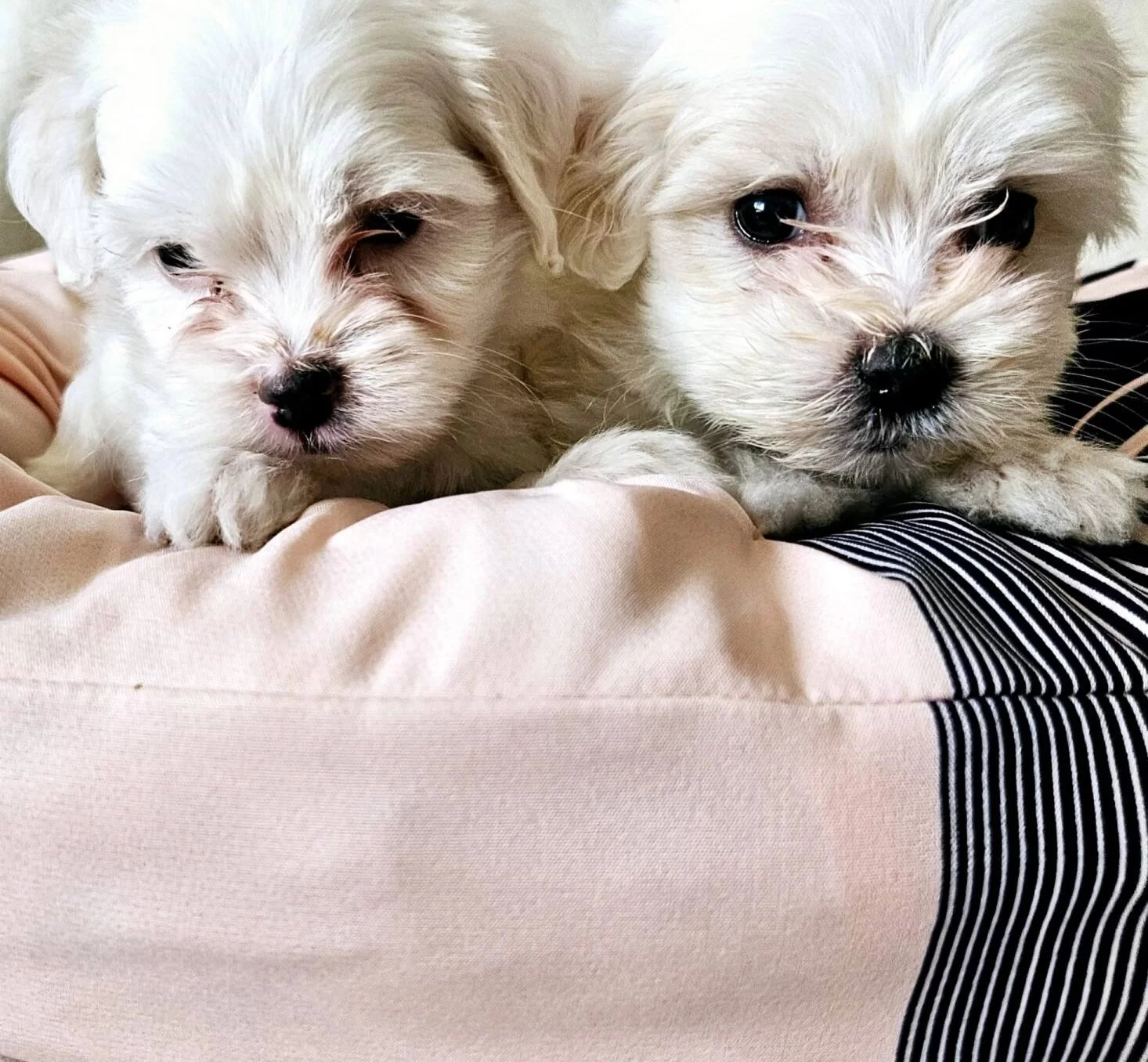 Beyaz Bir Ruya Sosyal Ve Oyuncu Maltese Yavruları