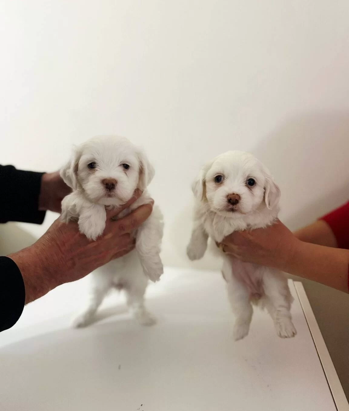 Beyaz Bir Ruya Sosyal Ve Oyuncu Maltese Yavruları