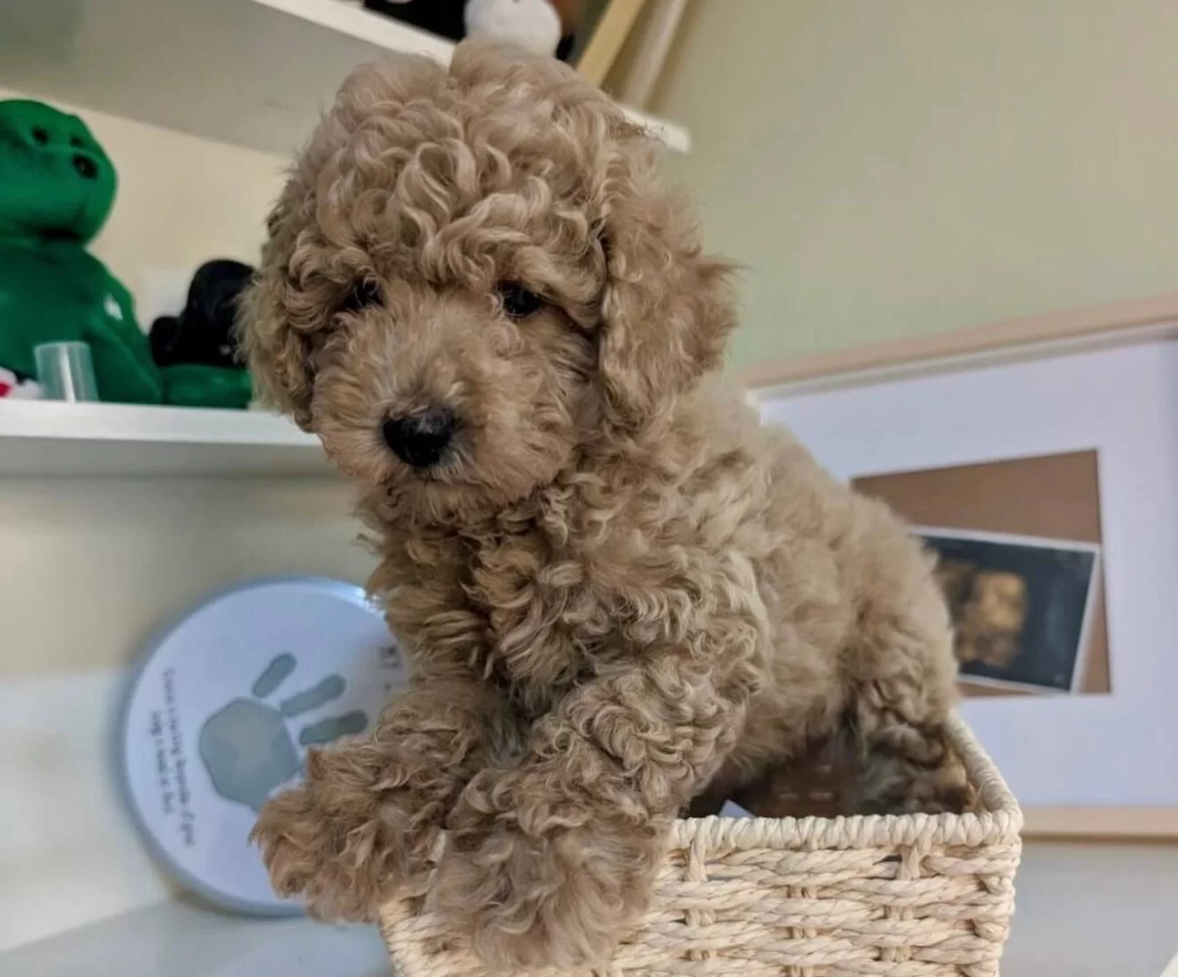 Toy Poodle Bebeklerimiz Sizi Bekliyor